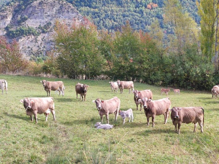 El Refugio De Tena - Tucasaenlospirineos Escarrilla Dış mekan fotoğraf